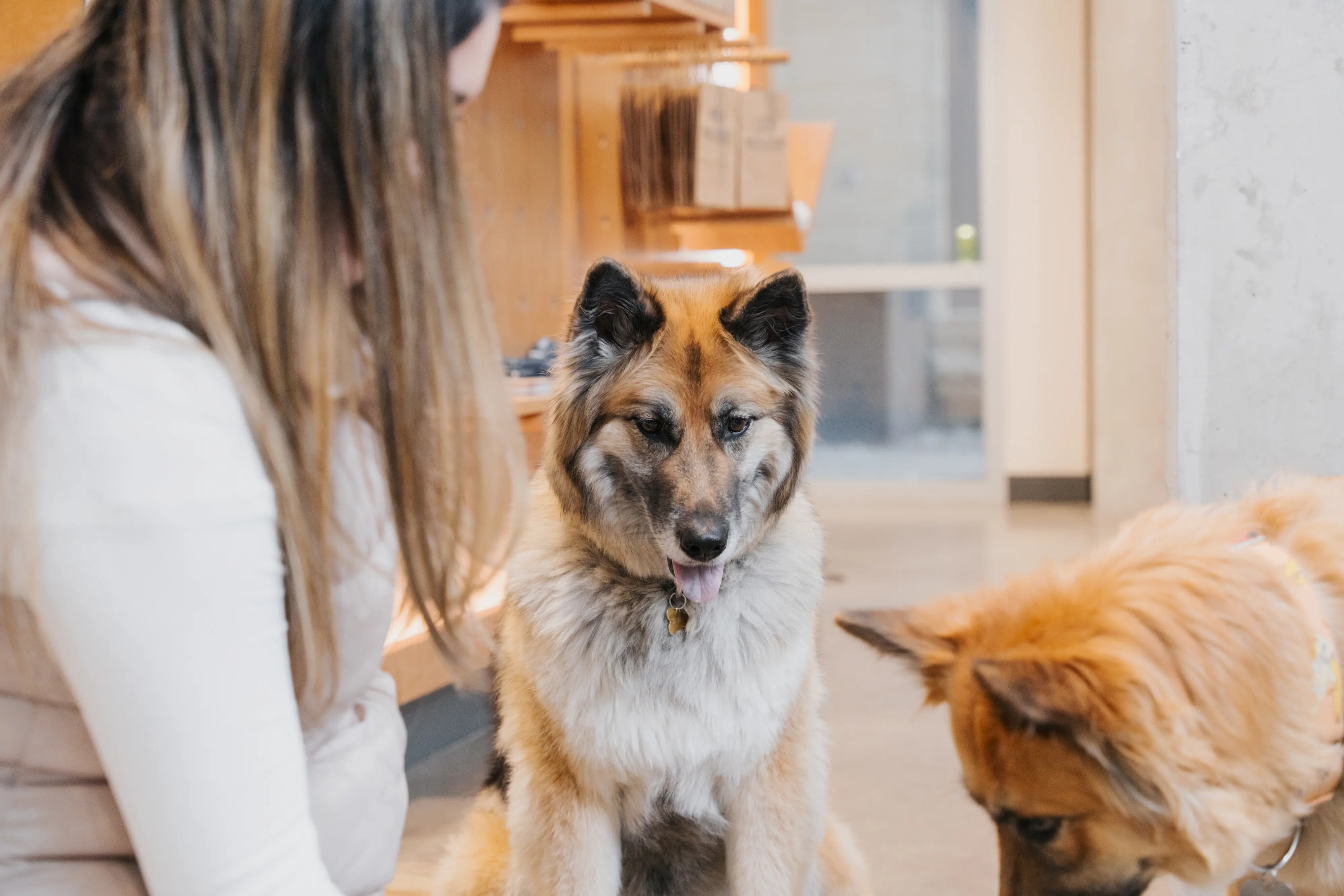 A dog at a Sploot wellness exam